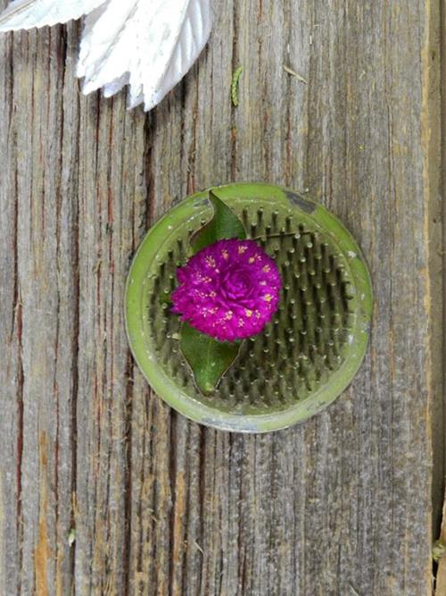 GOMPHRENA  PURPLE